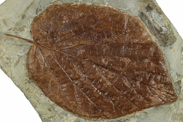 Fossil Leaf (Beringiaphyllum) - Montana #305922